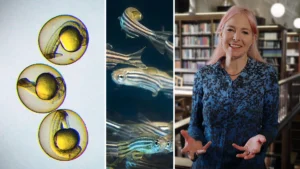 The Fascinating World of Developmental Biology